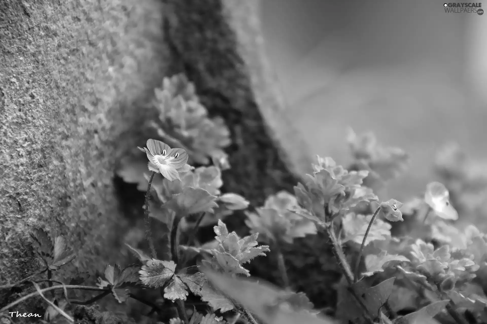 Flower, blue, Little