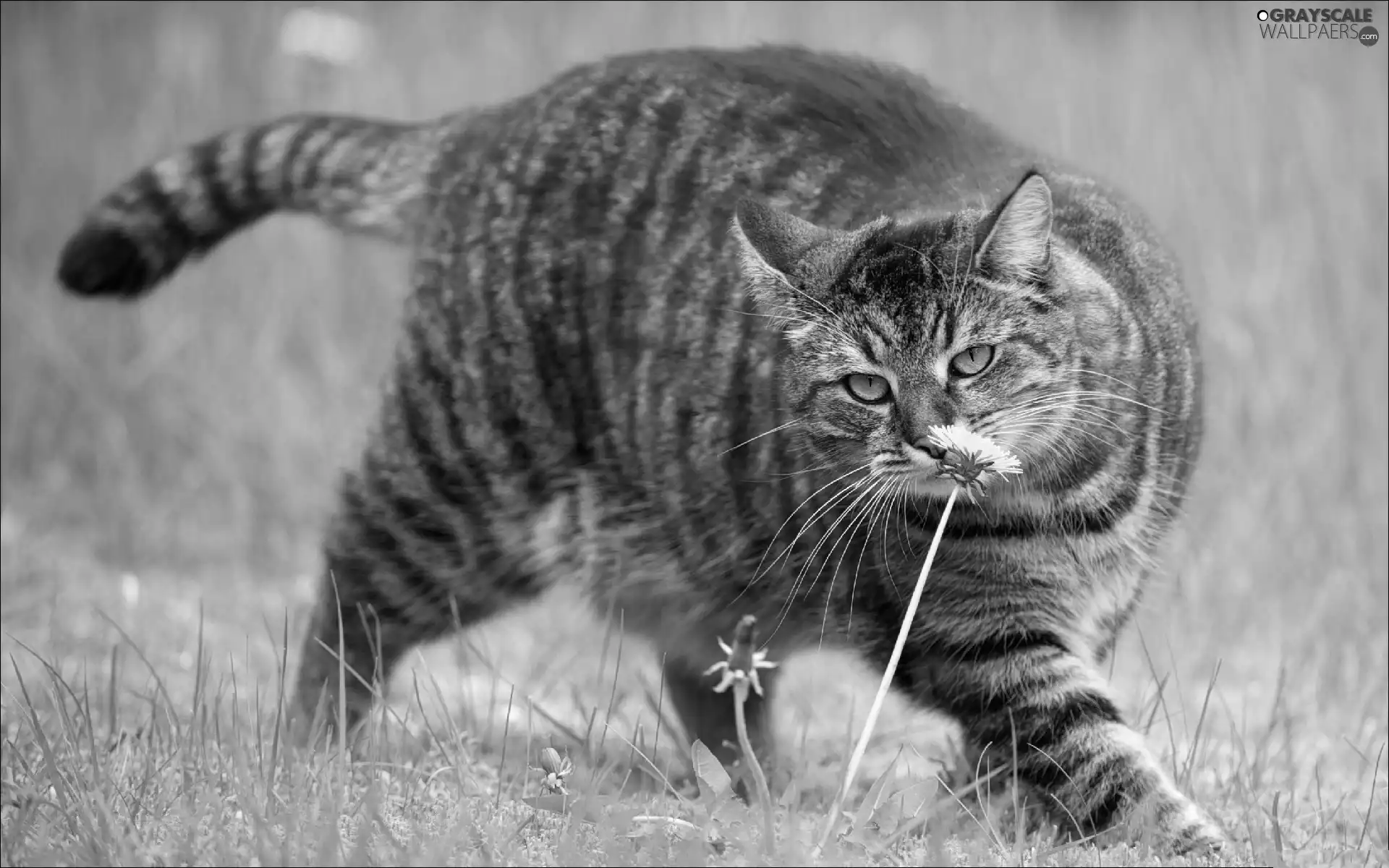 Flower, cat, Meadow