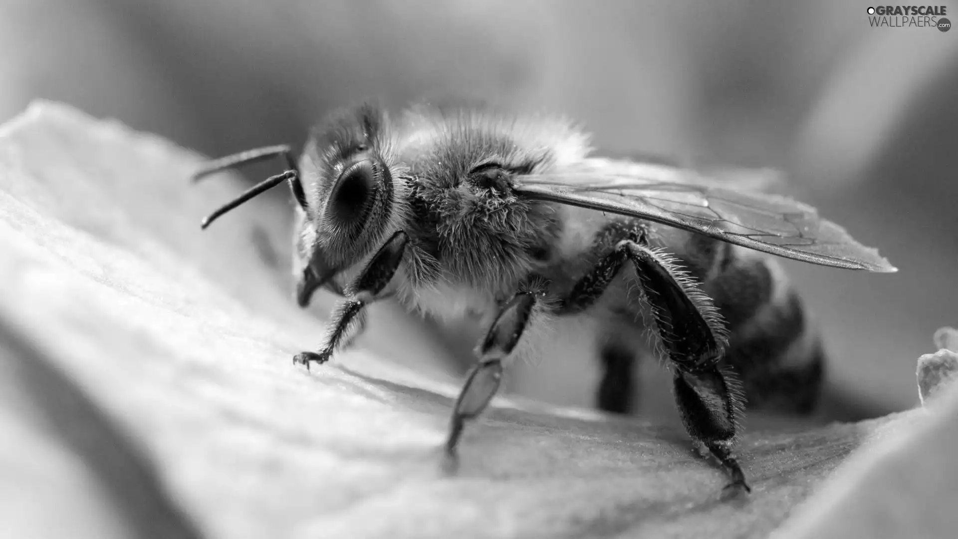 Flower, bee, petal