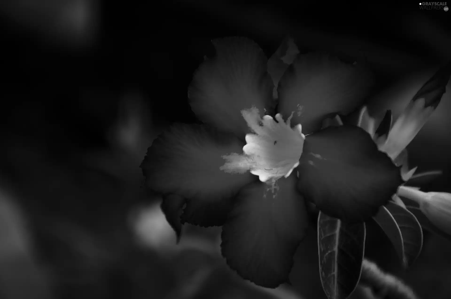 Pink, Flower