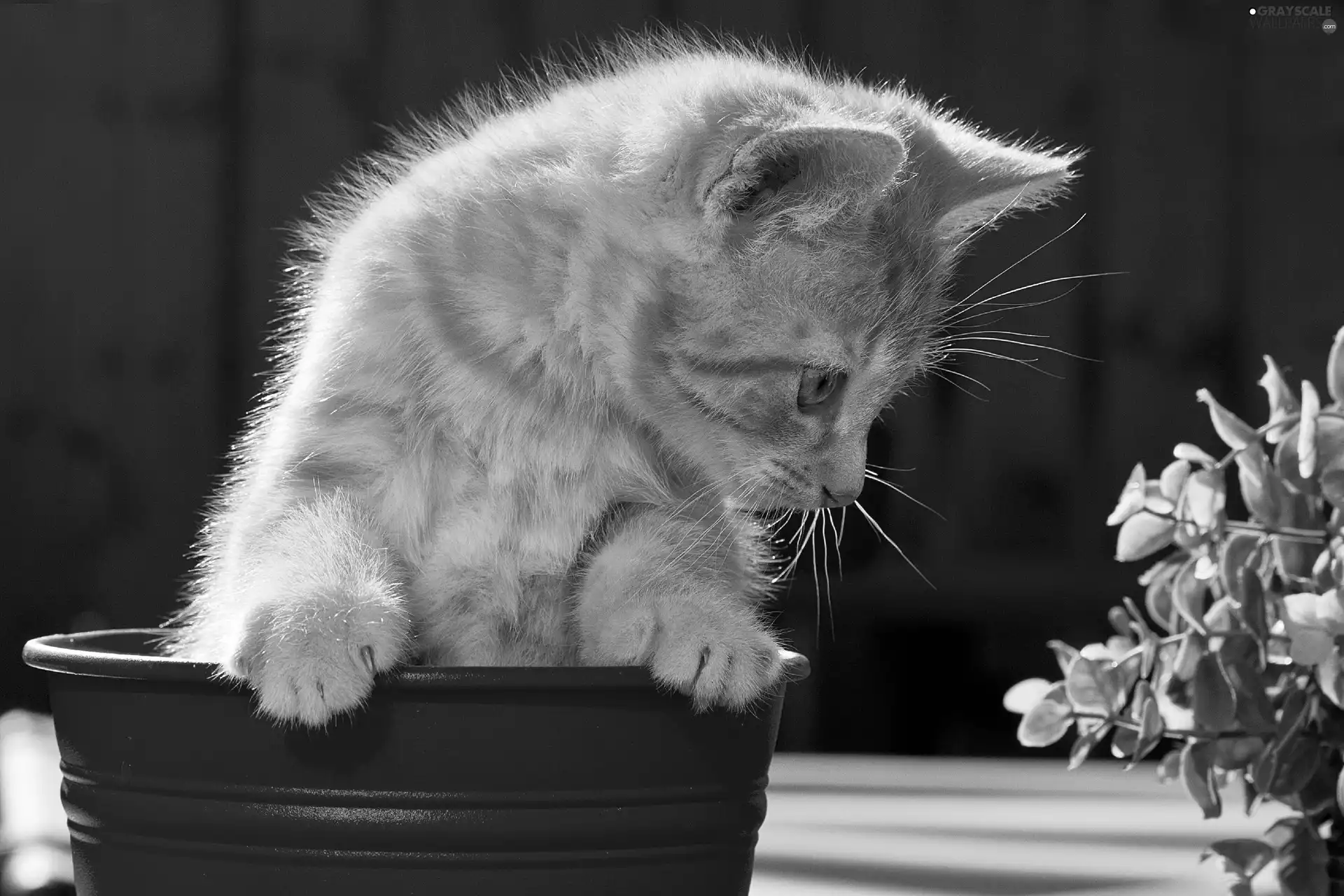 cat, pot, Flower, red hot