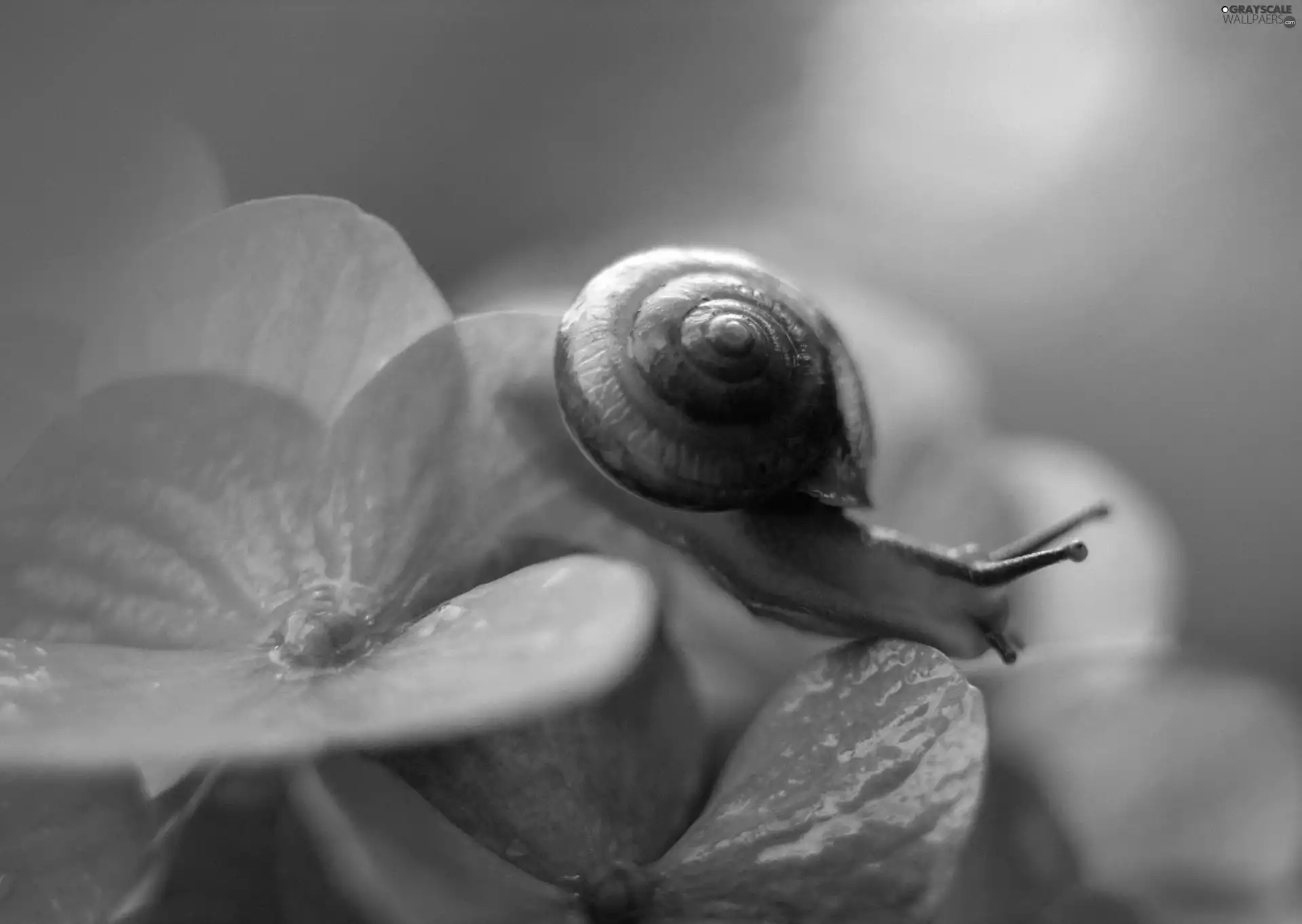 snail, Flower