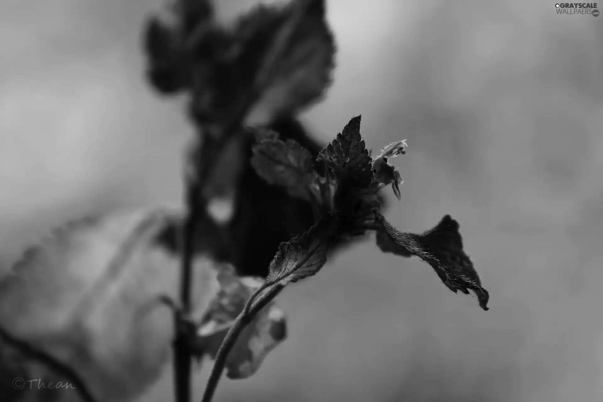 Flower, plant, Violet