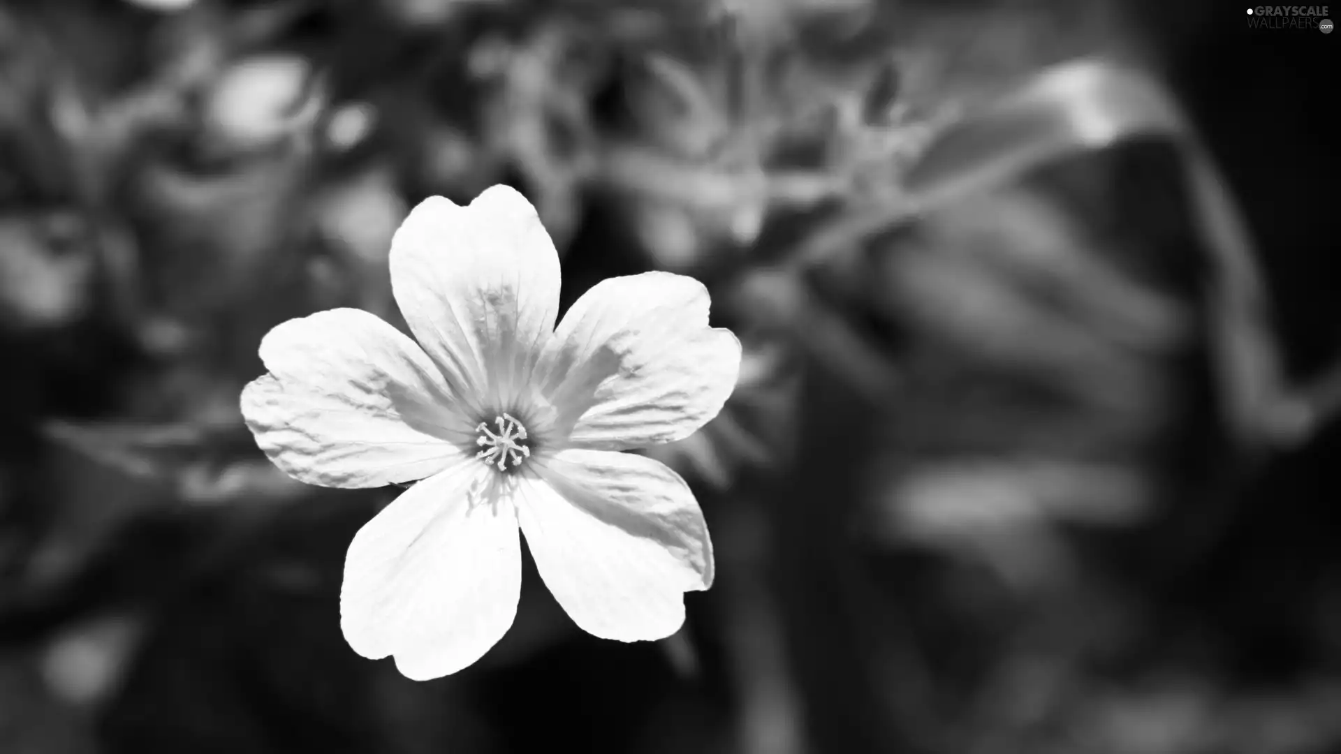 White, Flower