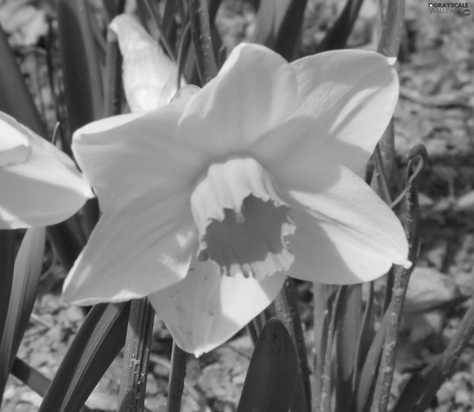 Yellow, Flower