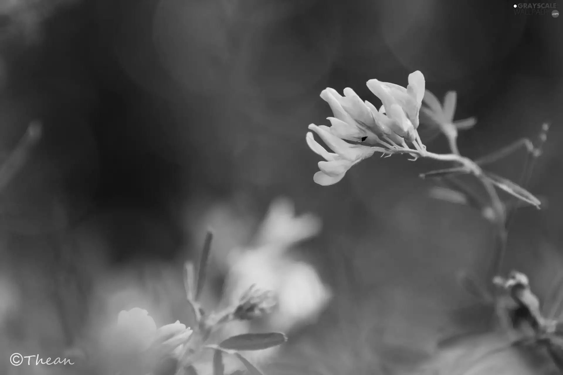 Yellow, Flower