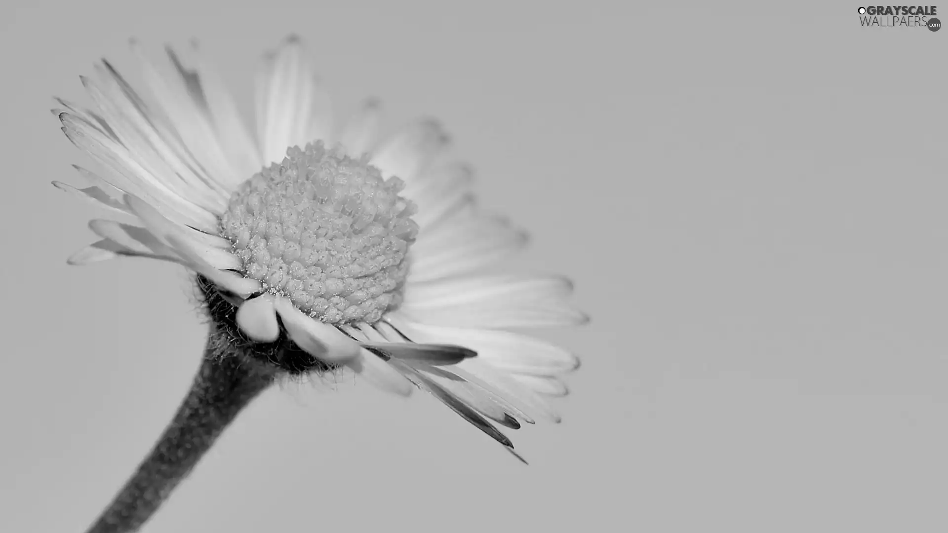flower, daisy