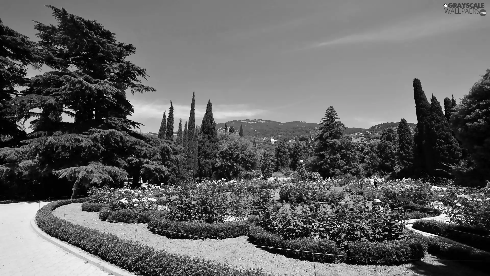 flowerbed, rosy, Park, Conifers, Mountains