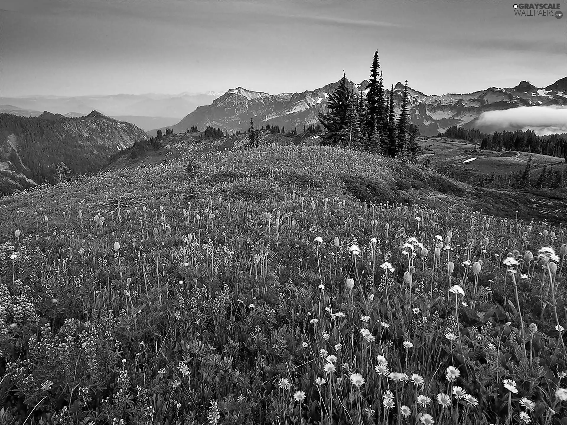 Flowered, Meadow, Fog, Spruces, Mountains