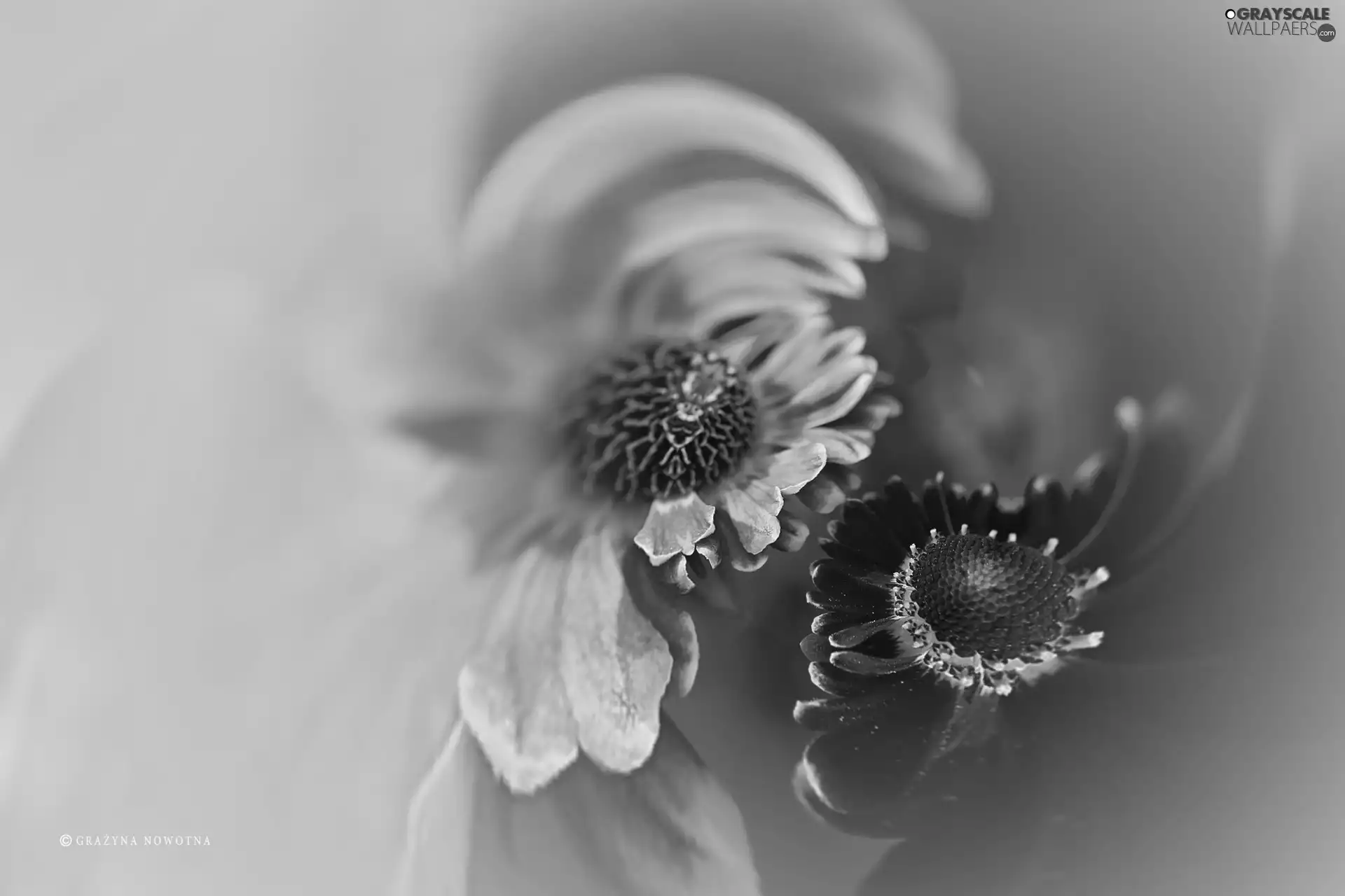Flowers, graphics, abstraction