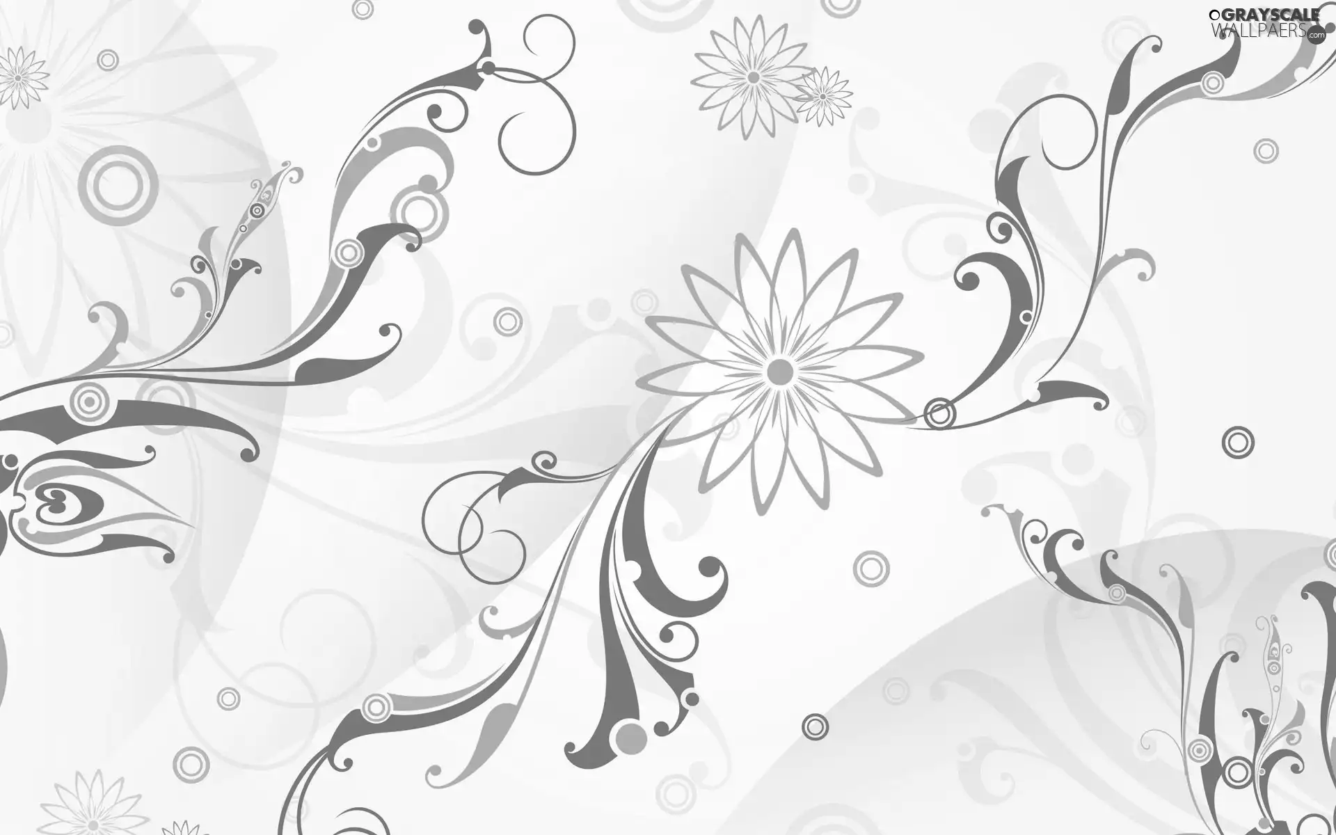 Flowers, texture, abstraction