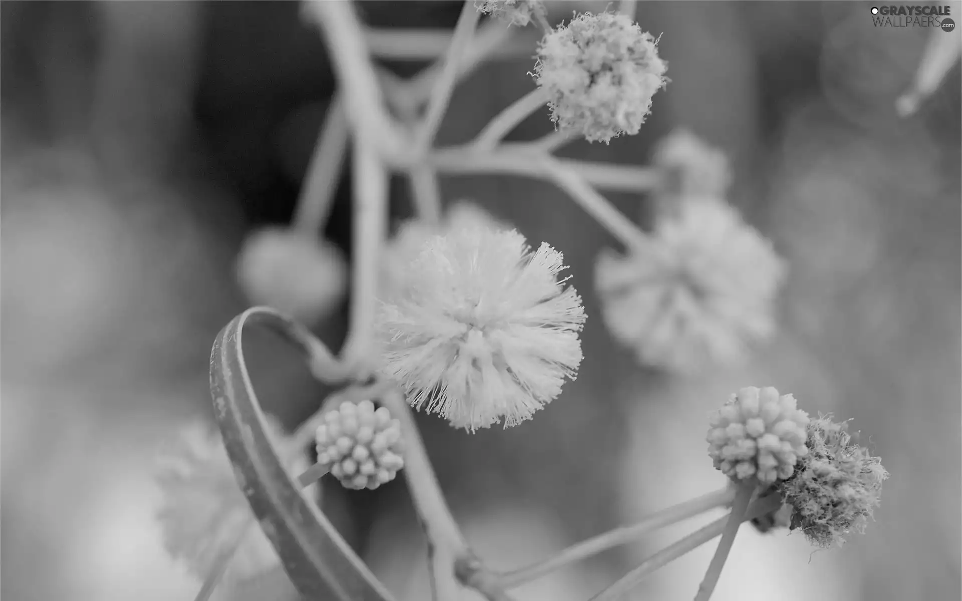 mimosa, Flowers