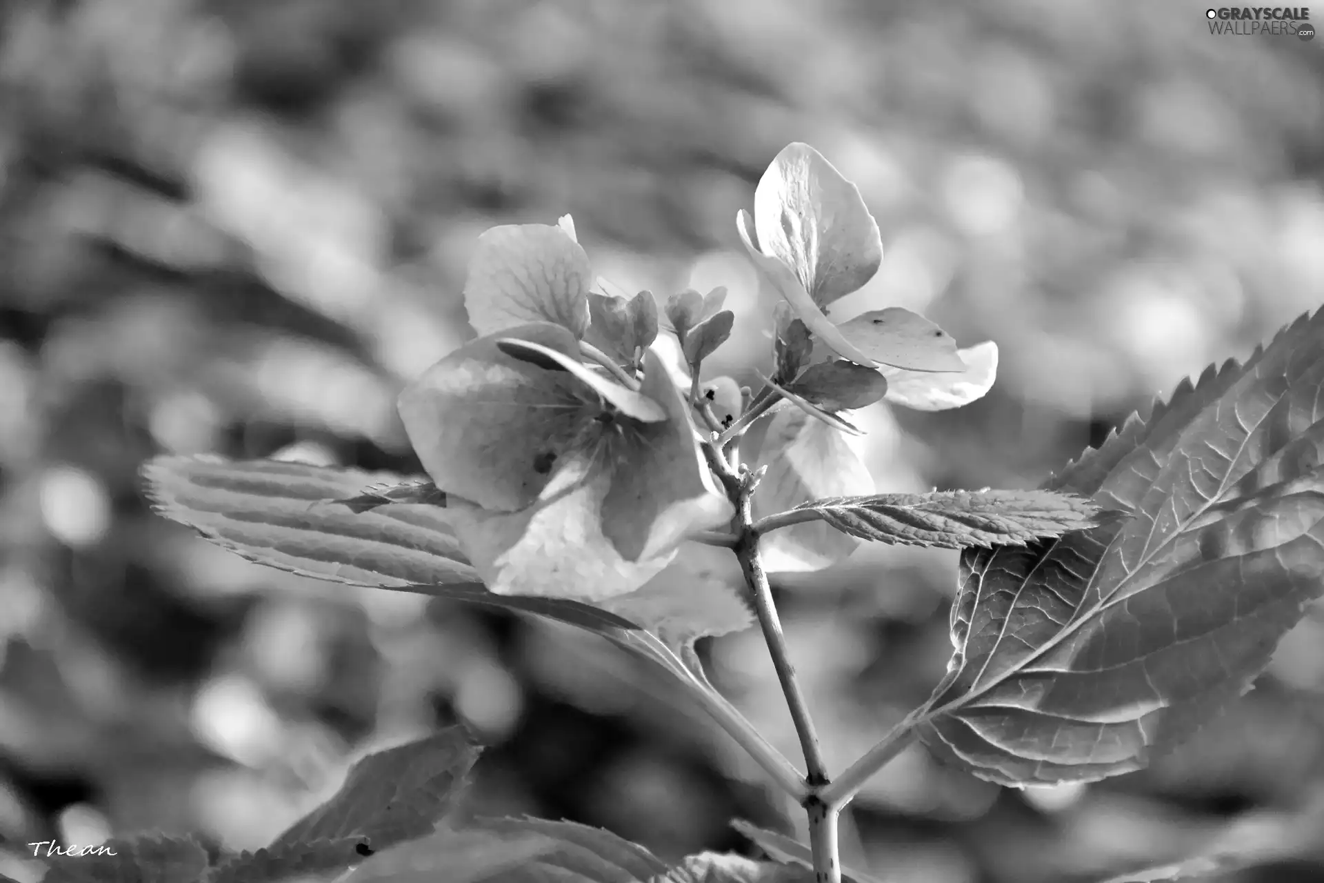 pink and white, Flowers