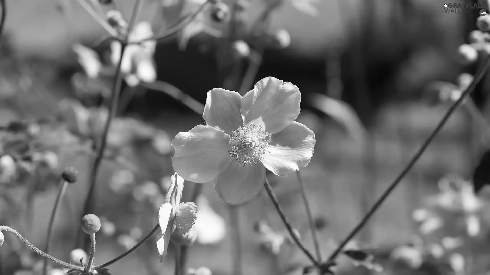 Flowers, anemone