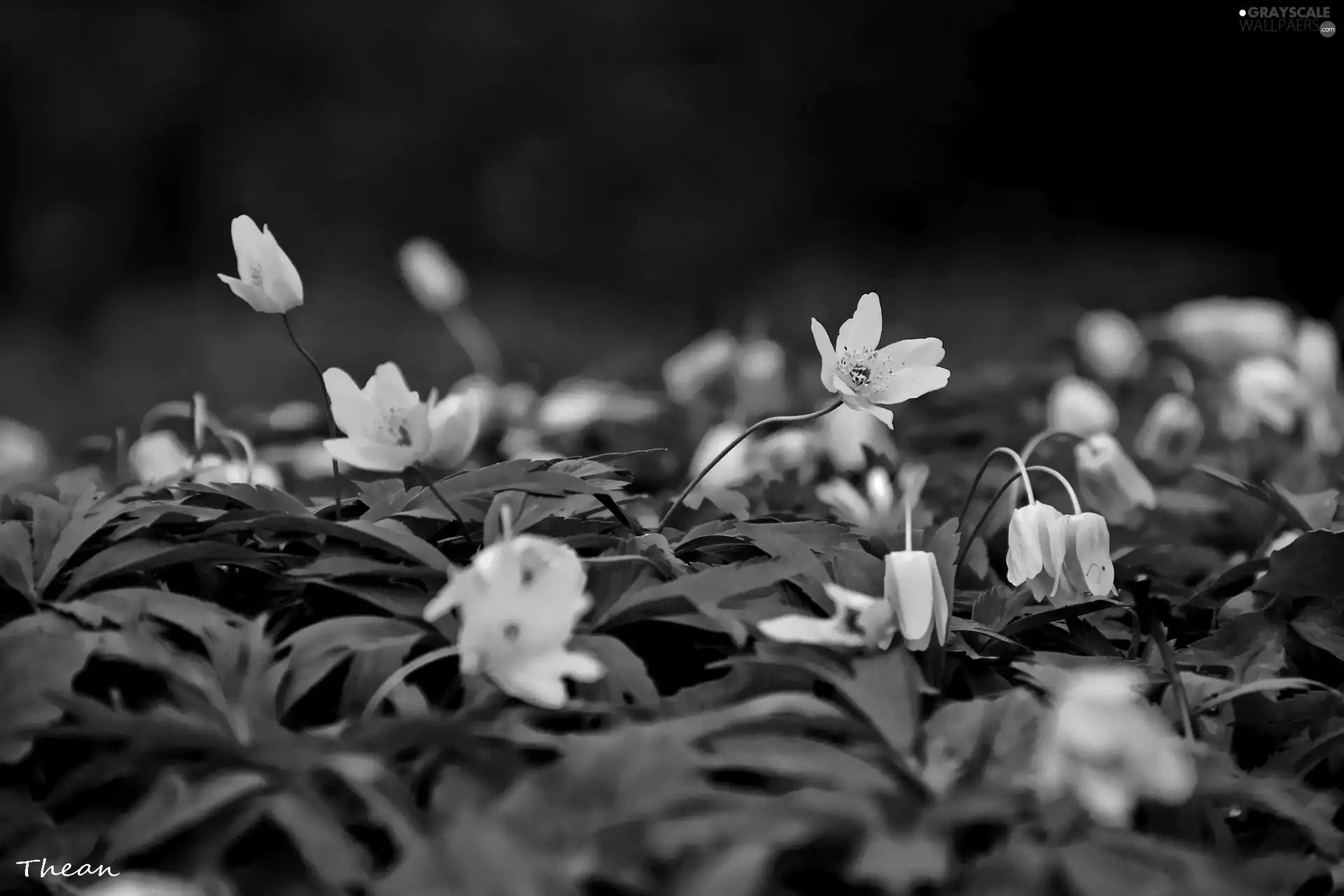 Anemones, Flowers