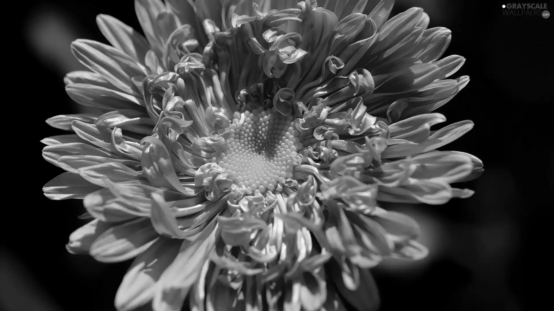 Colourfull Flowers, Aster, rapprochement, Pink