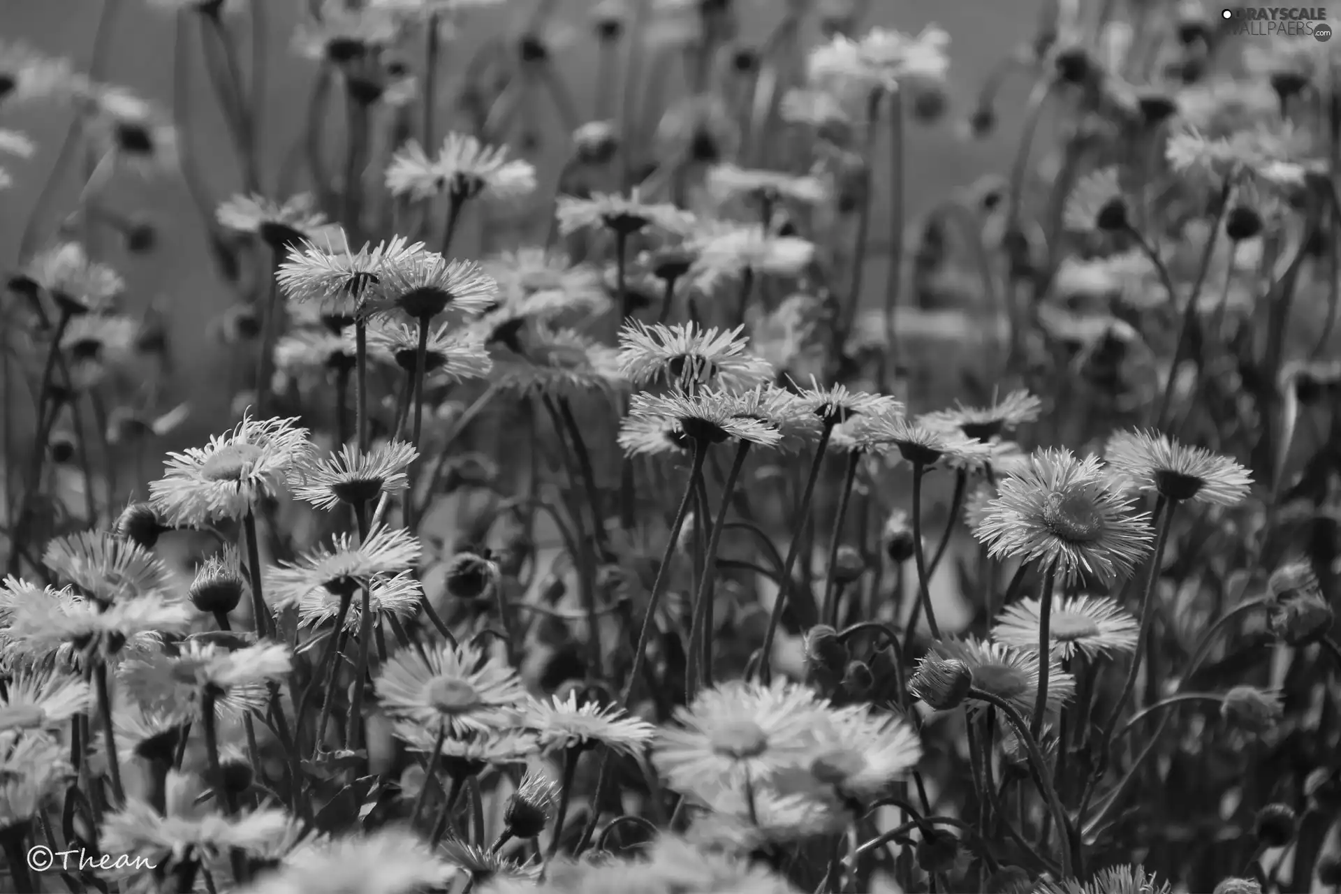Flowers, purple, Astra