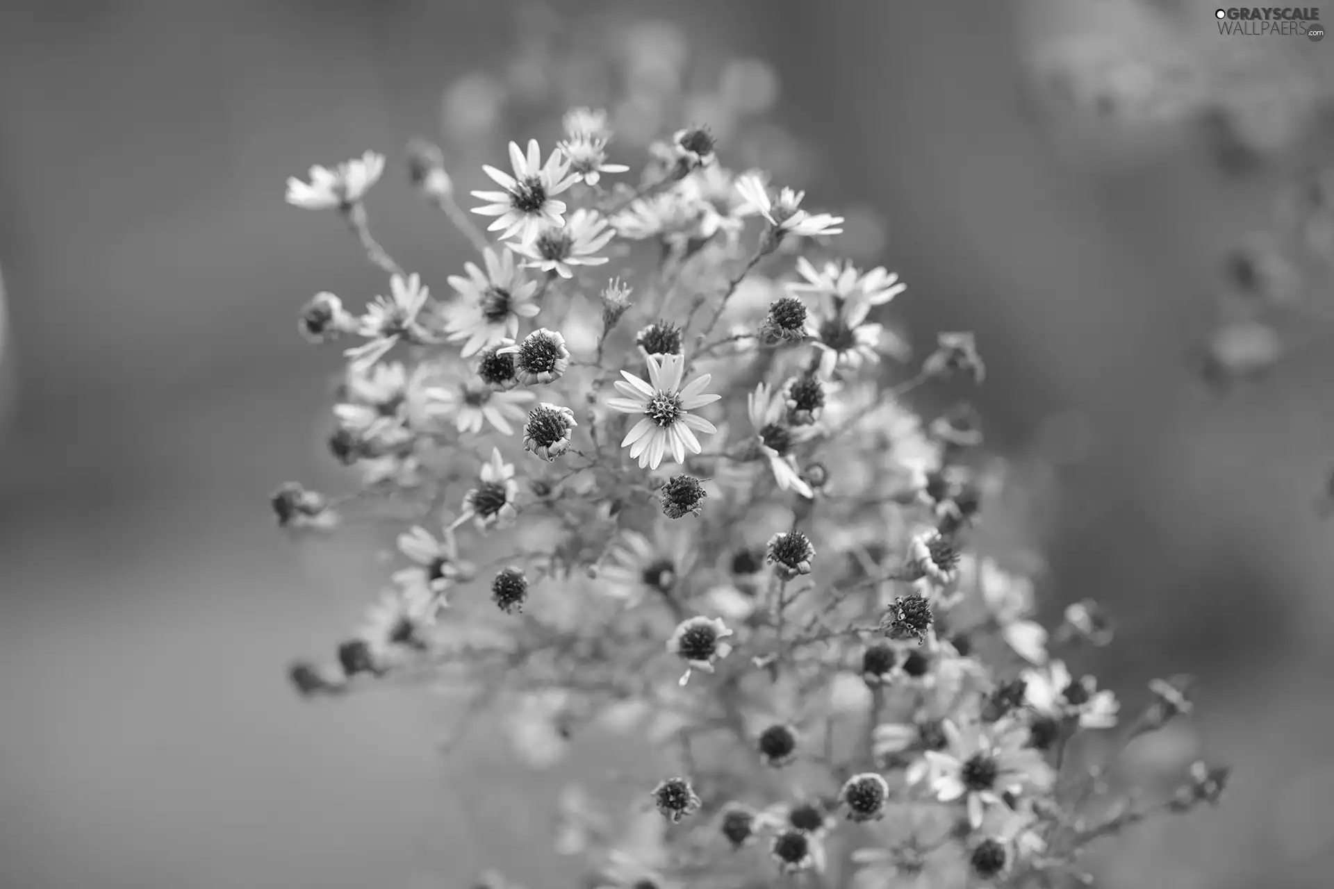 Flowers, Astra, Autumn