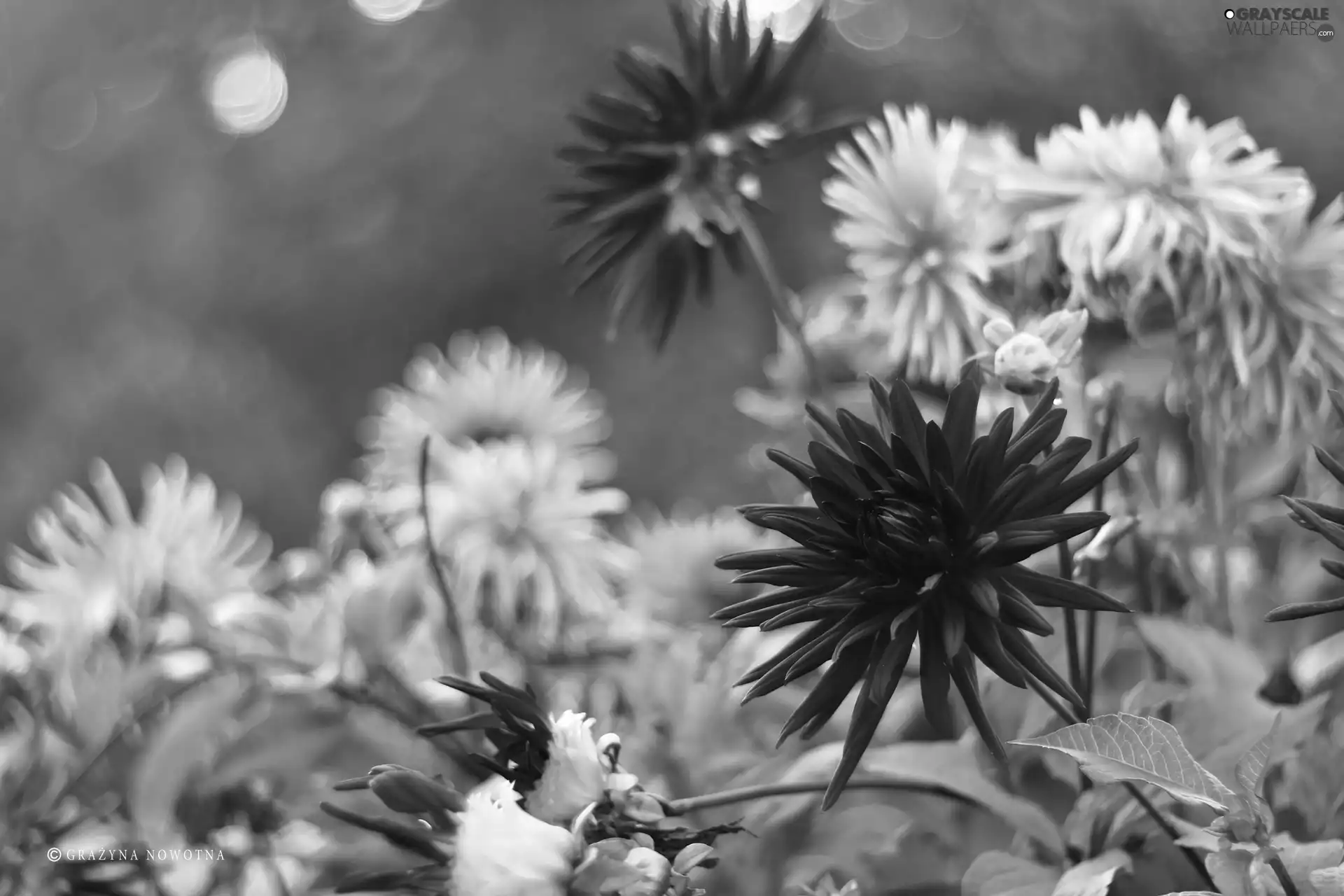 Flowers, dahlias, Autumn