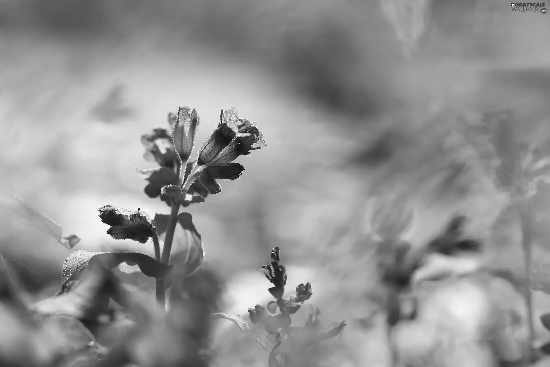 blurry background, purple, Flowers