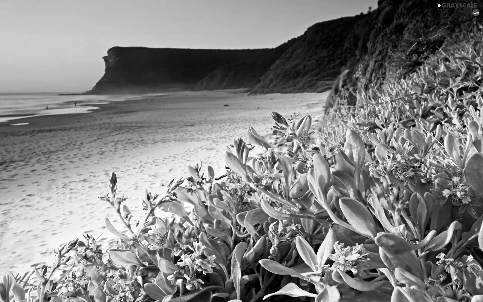 Flowers, sea, Beaches