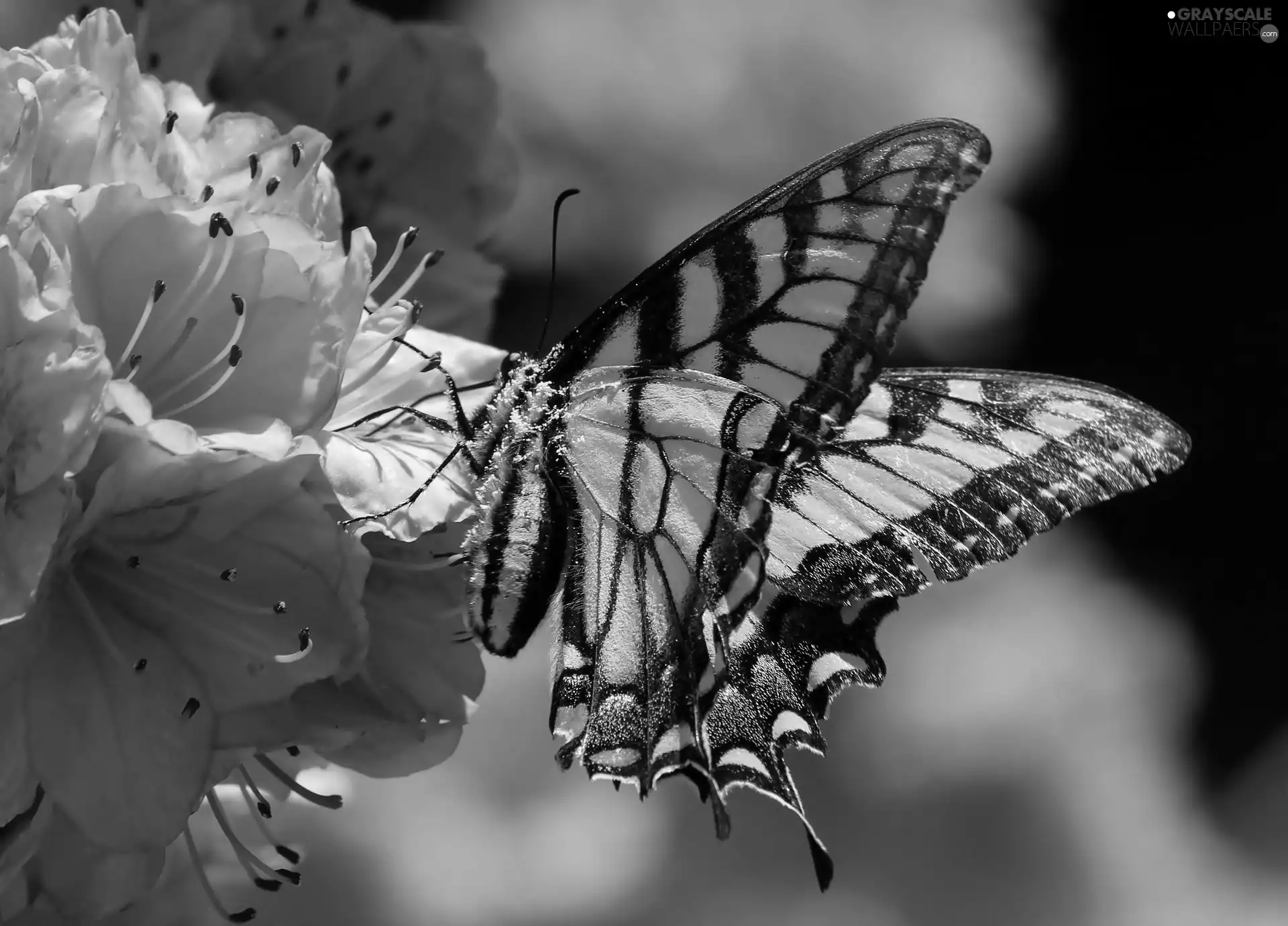 Beatyfull, Pink, Flowers, butterfly