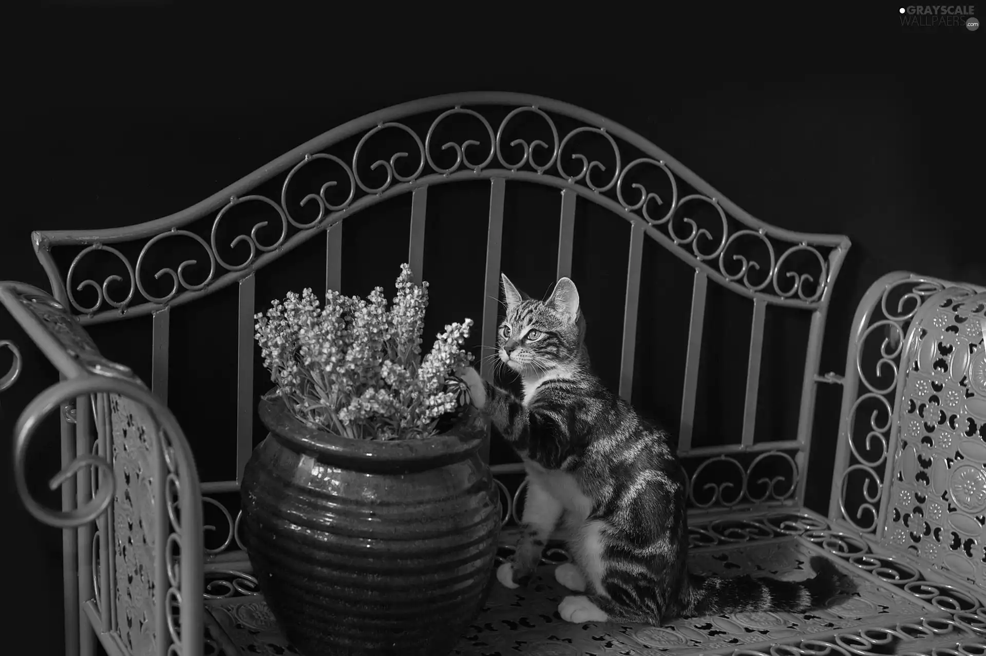 Flowers, cat, Bench