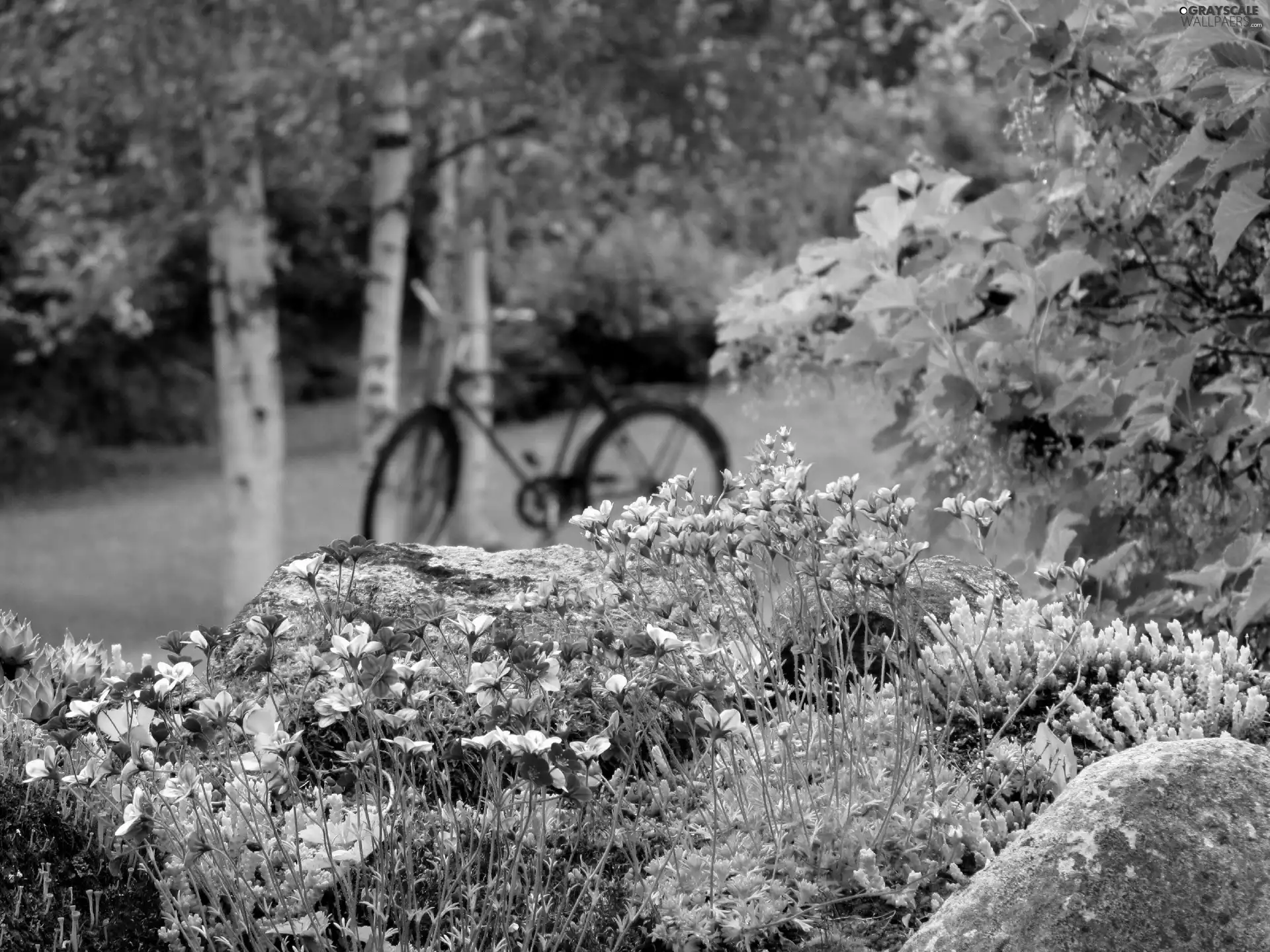 Bush, trees, flowers, Bike, Pink, viewes