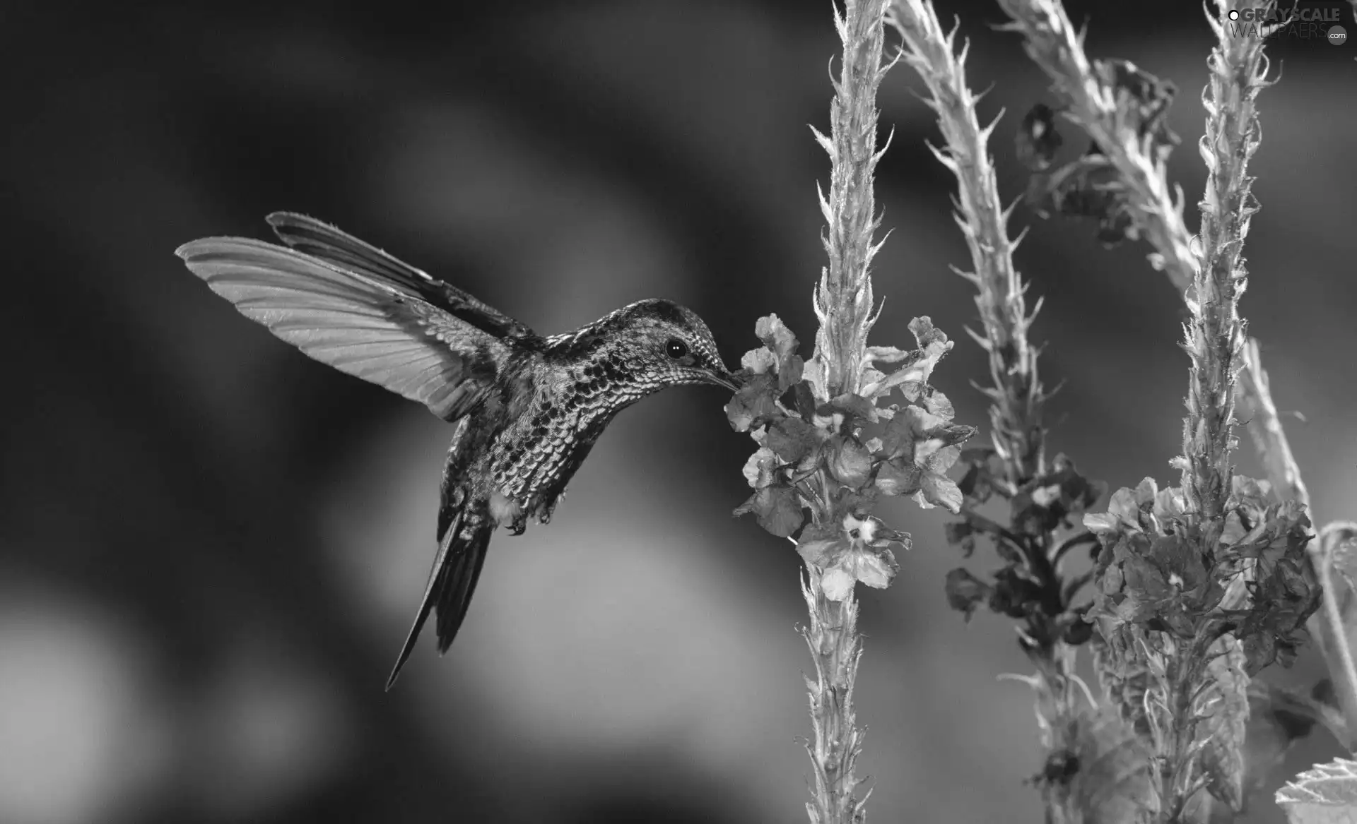 humming-bird, wings, Flowers, Bird