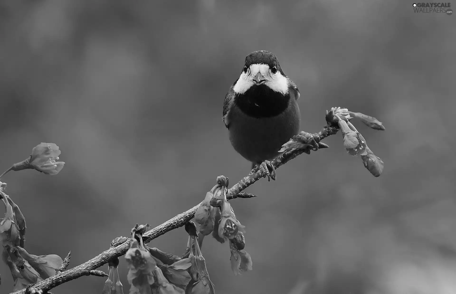 birdies, Red, Flowers, twig