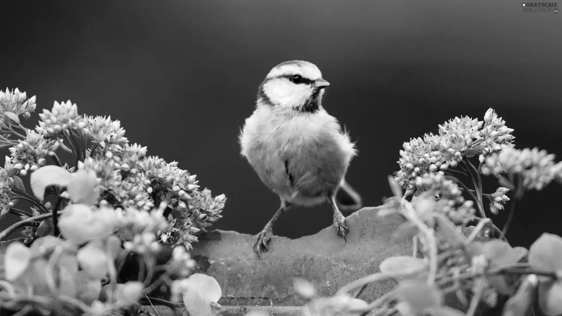 tit, birdies, Flowers