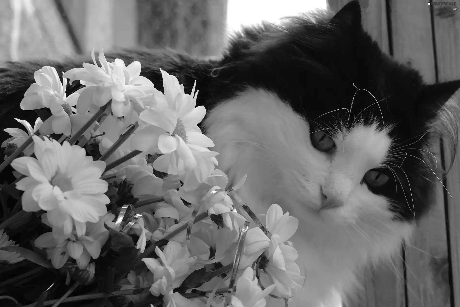 black, kitten, Flowers, White