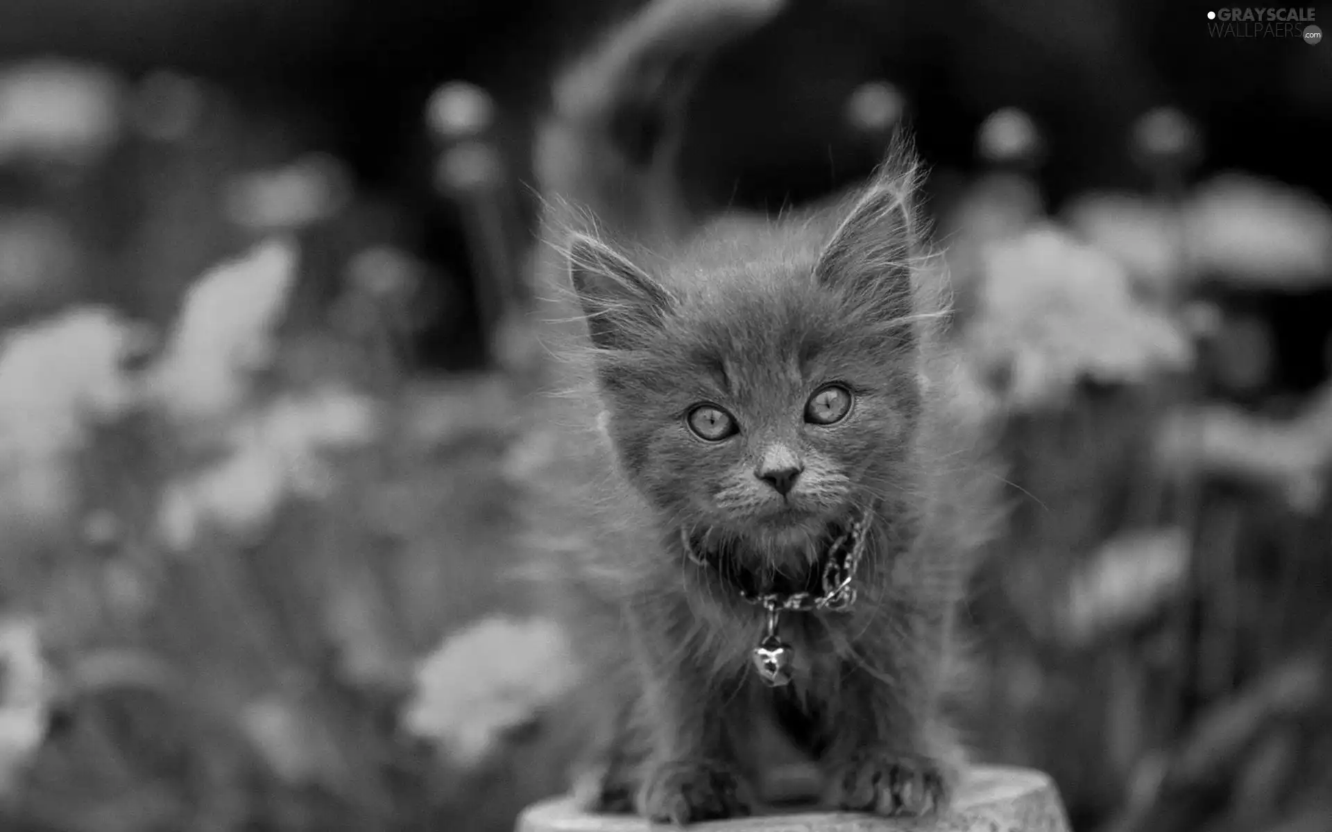 Flowers, kitten, Black