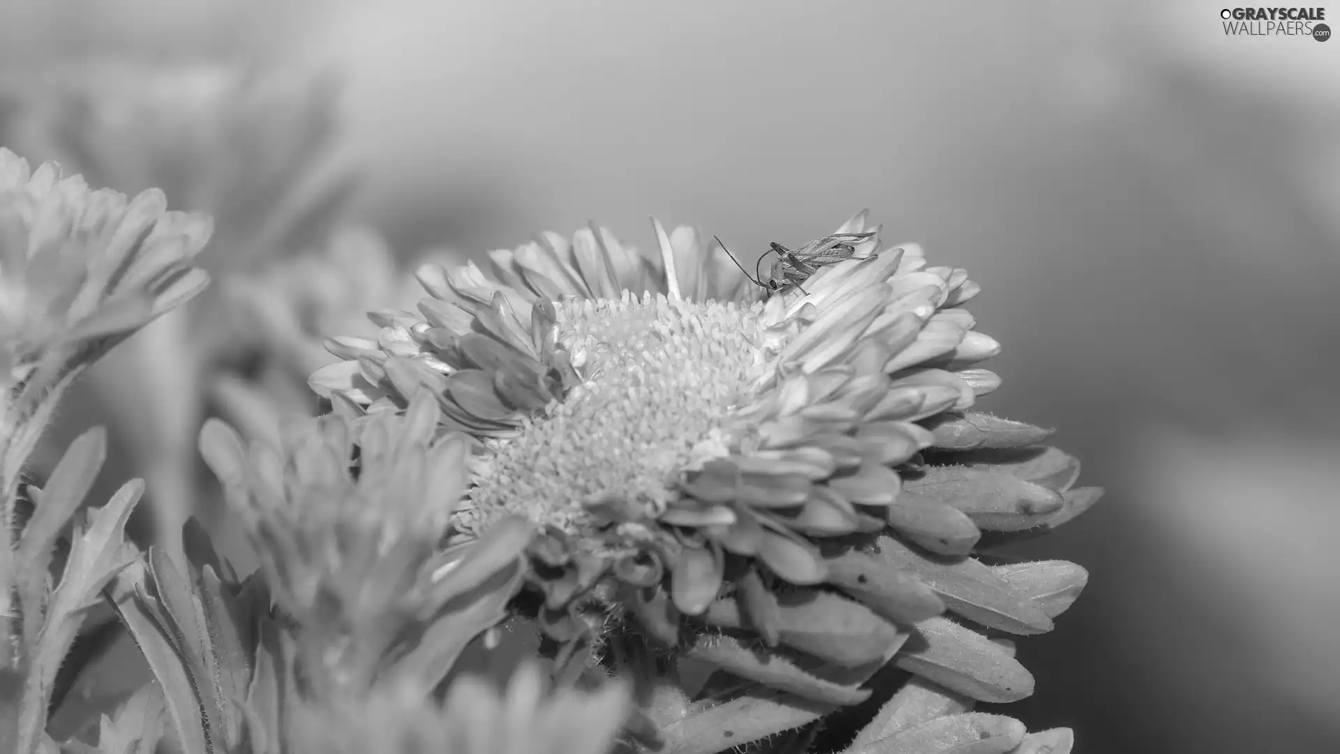 Leaf, Insect, Colourfull Flowers, Aster, bloom