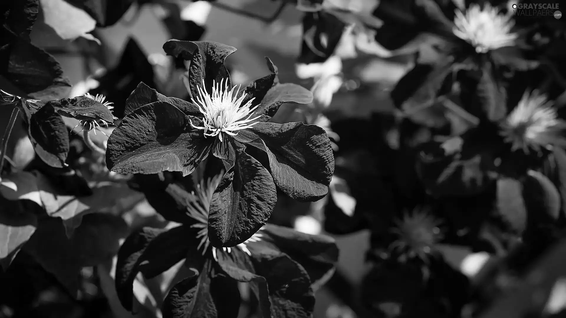 bloom, Clematis, purple, Flowers