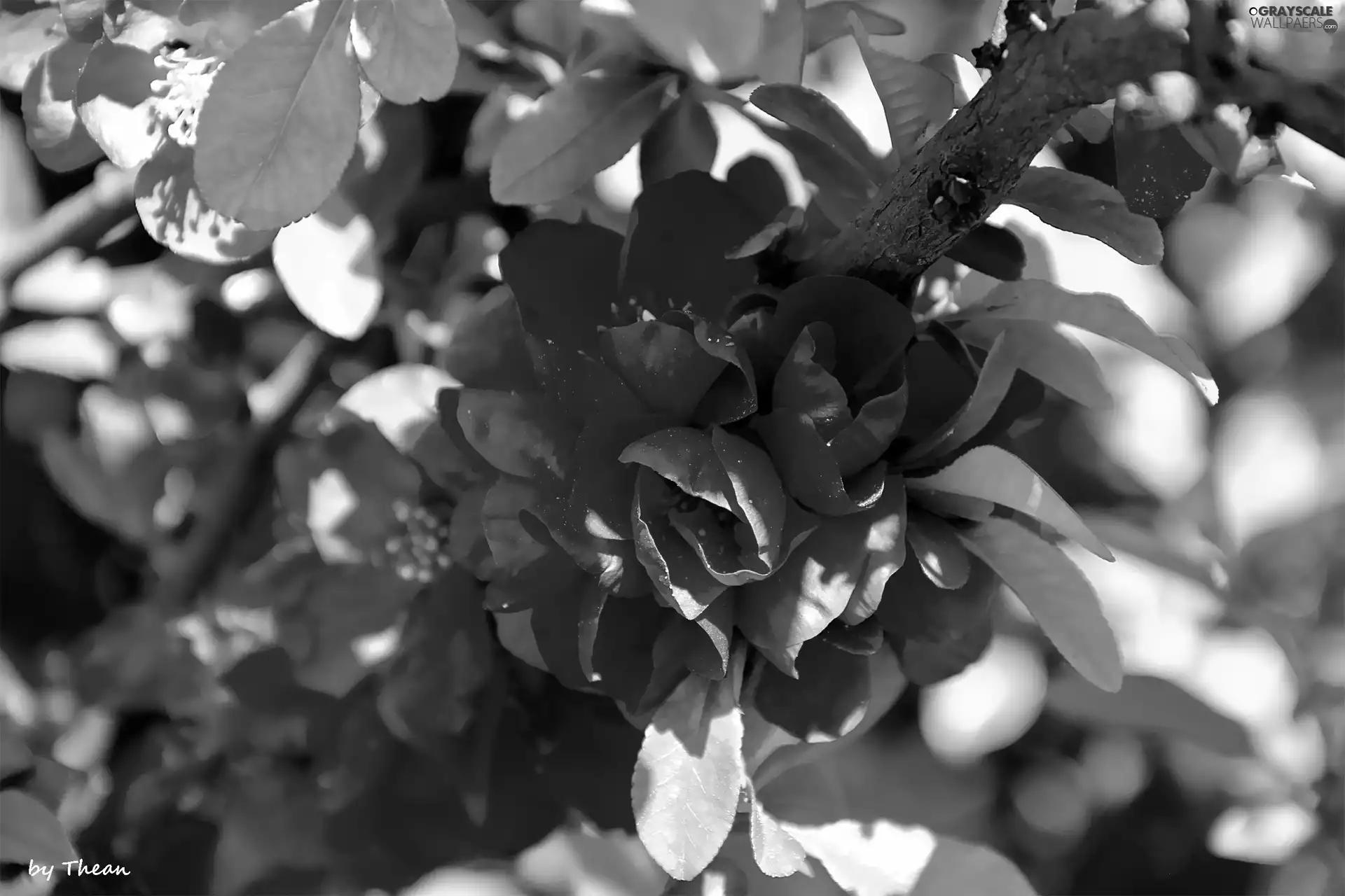Blossoming, Red, Flowers, quince