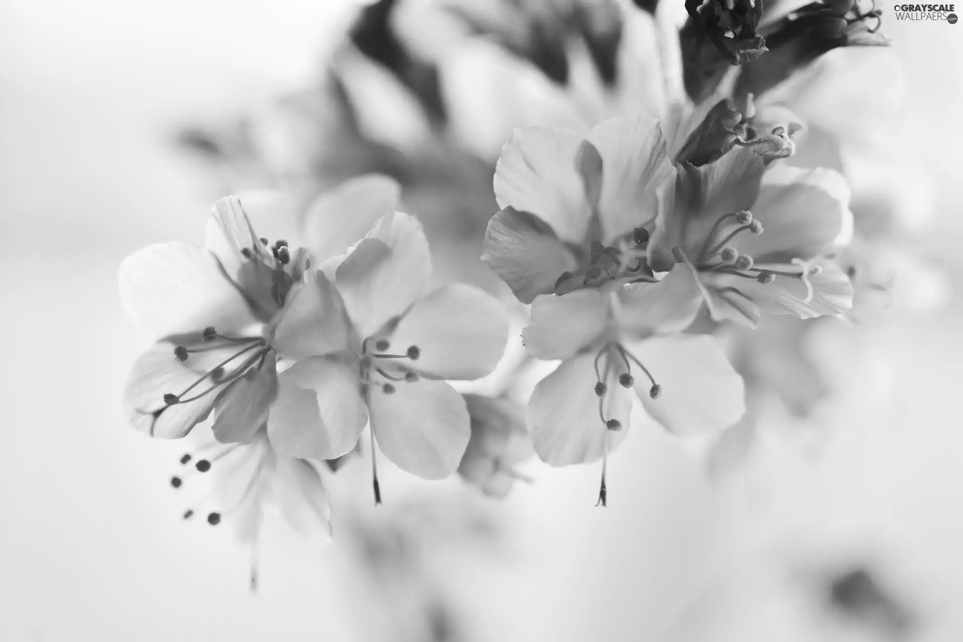 Blue, Flowers