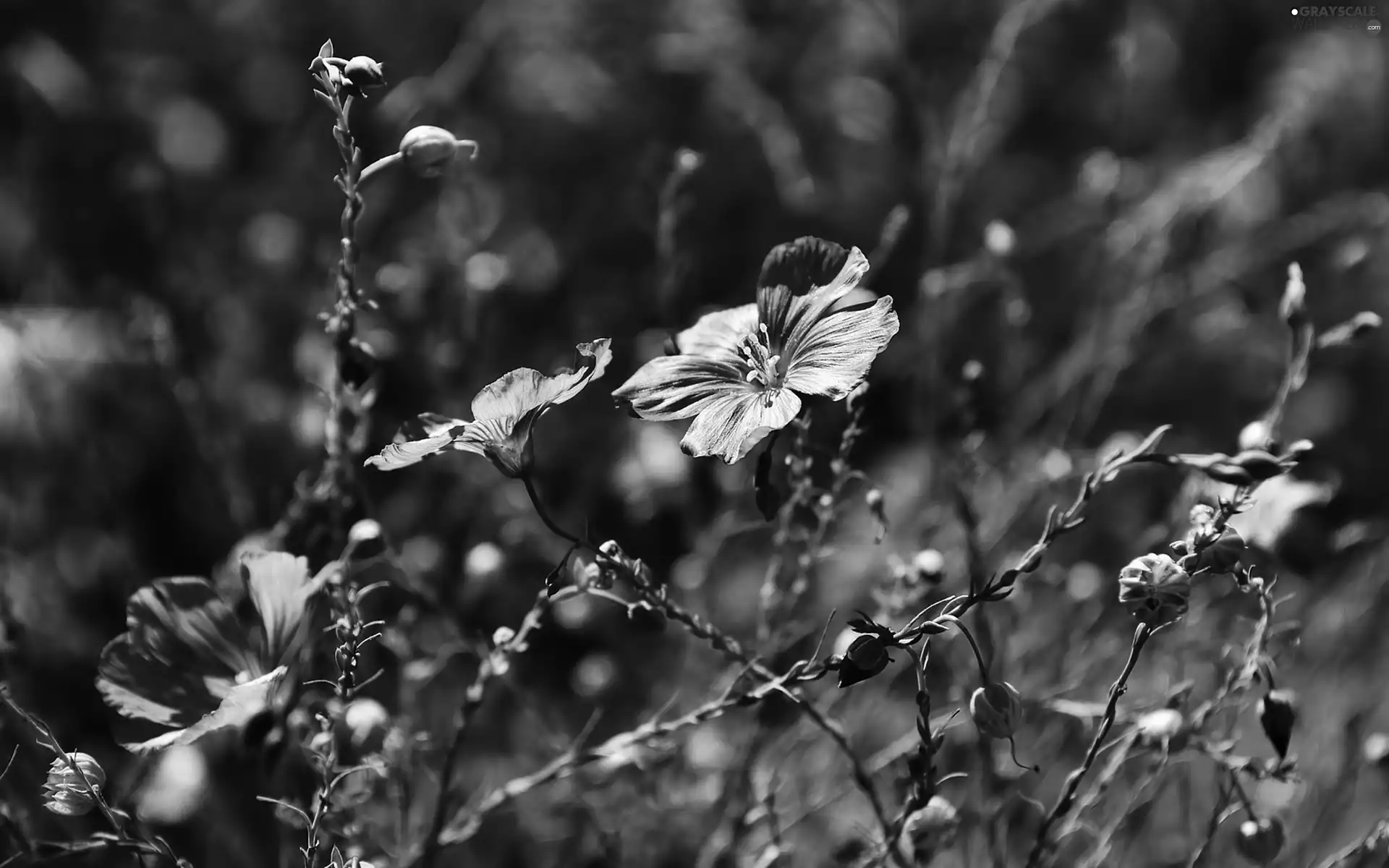 Blue, Flowers