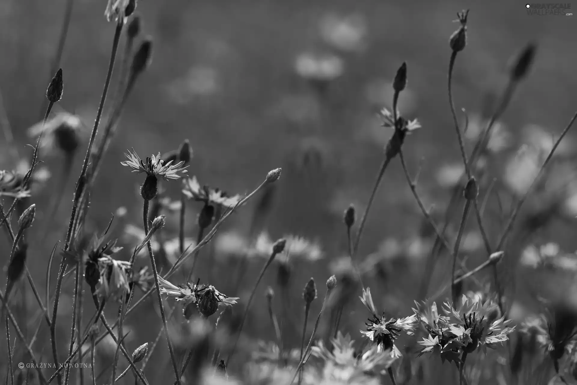 Flowers, cornflowers, Blue
