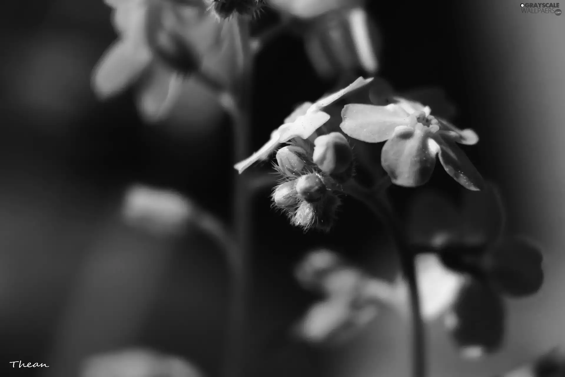 Flowers, Forget, Blue