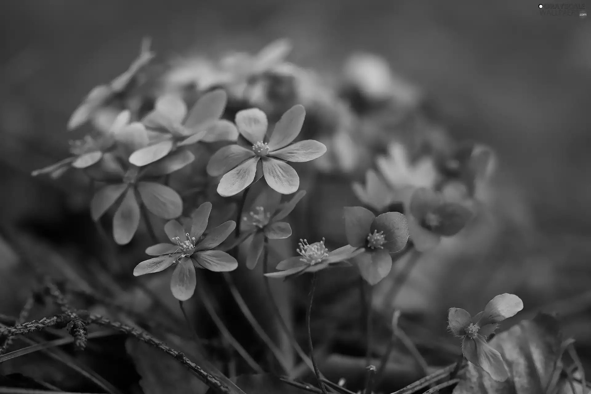Flowers, Liverworts, Blue