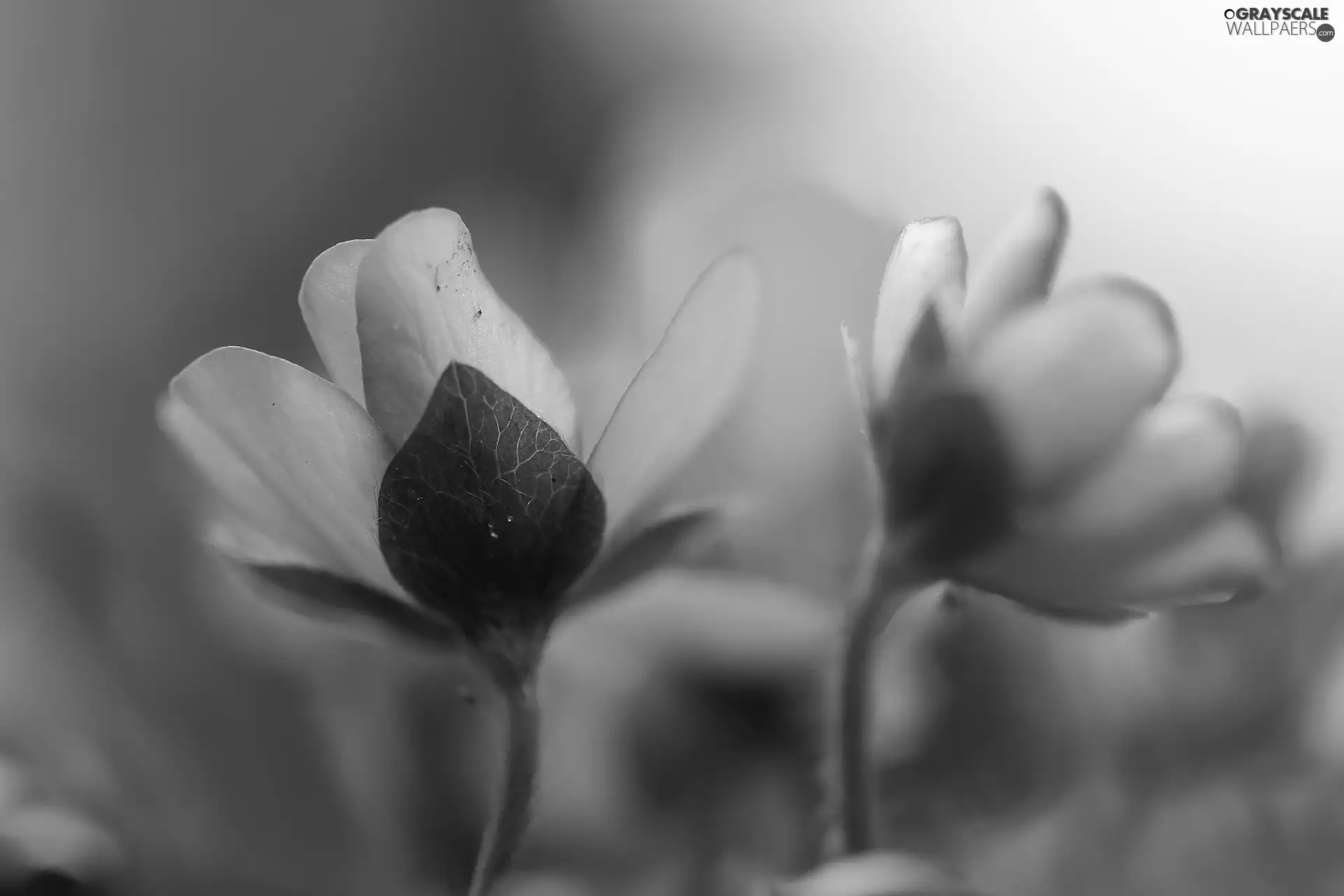 Flowers, Liverworts, Blue