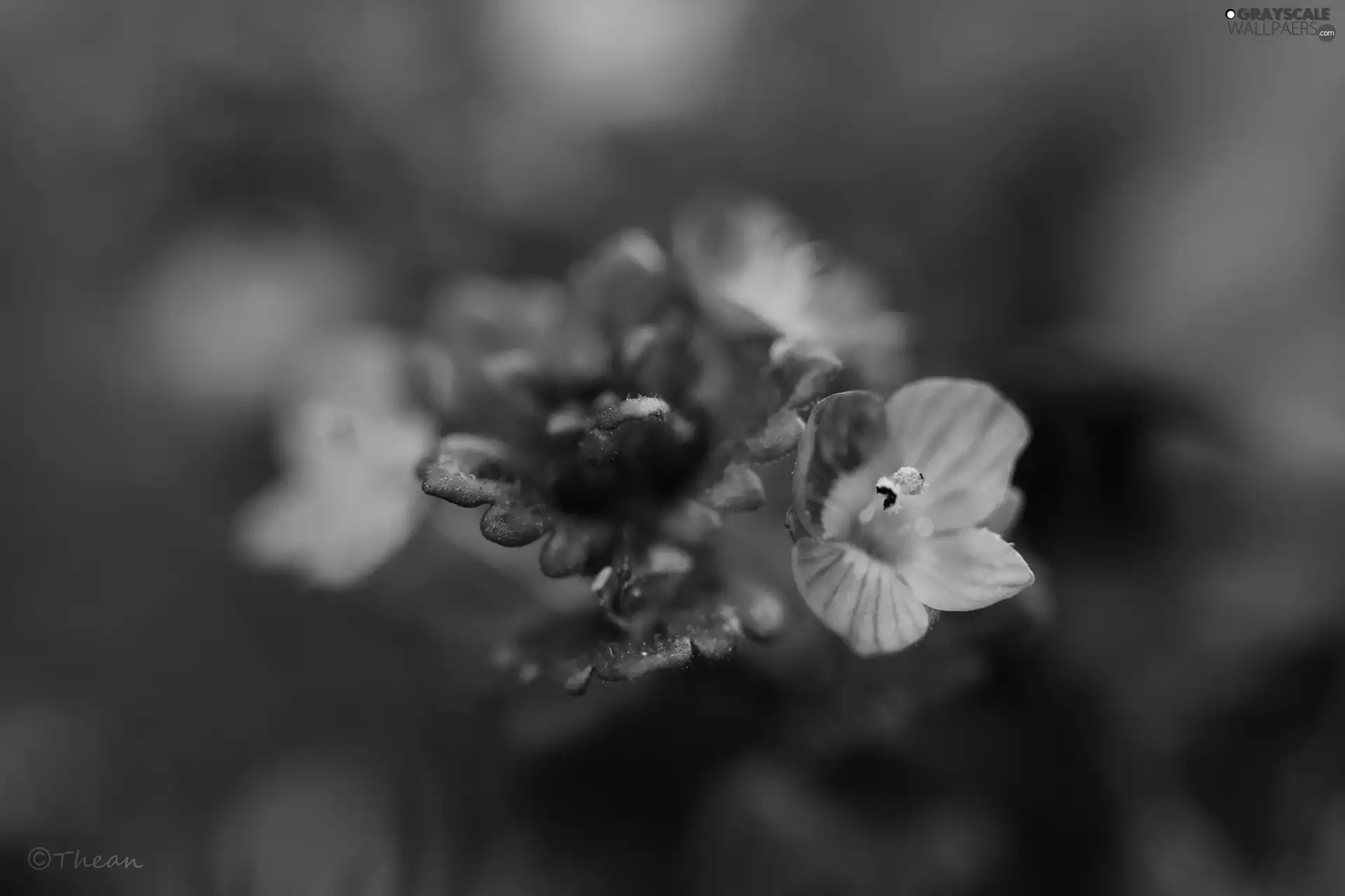 Flowers, speedwell, Blue