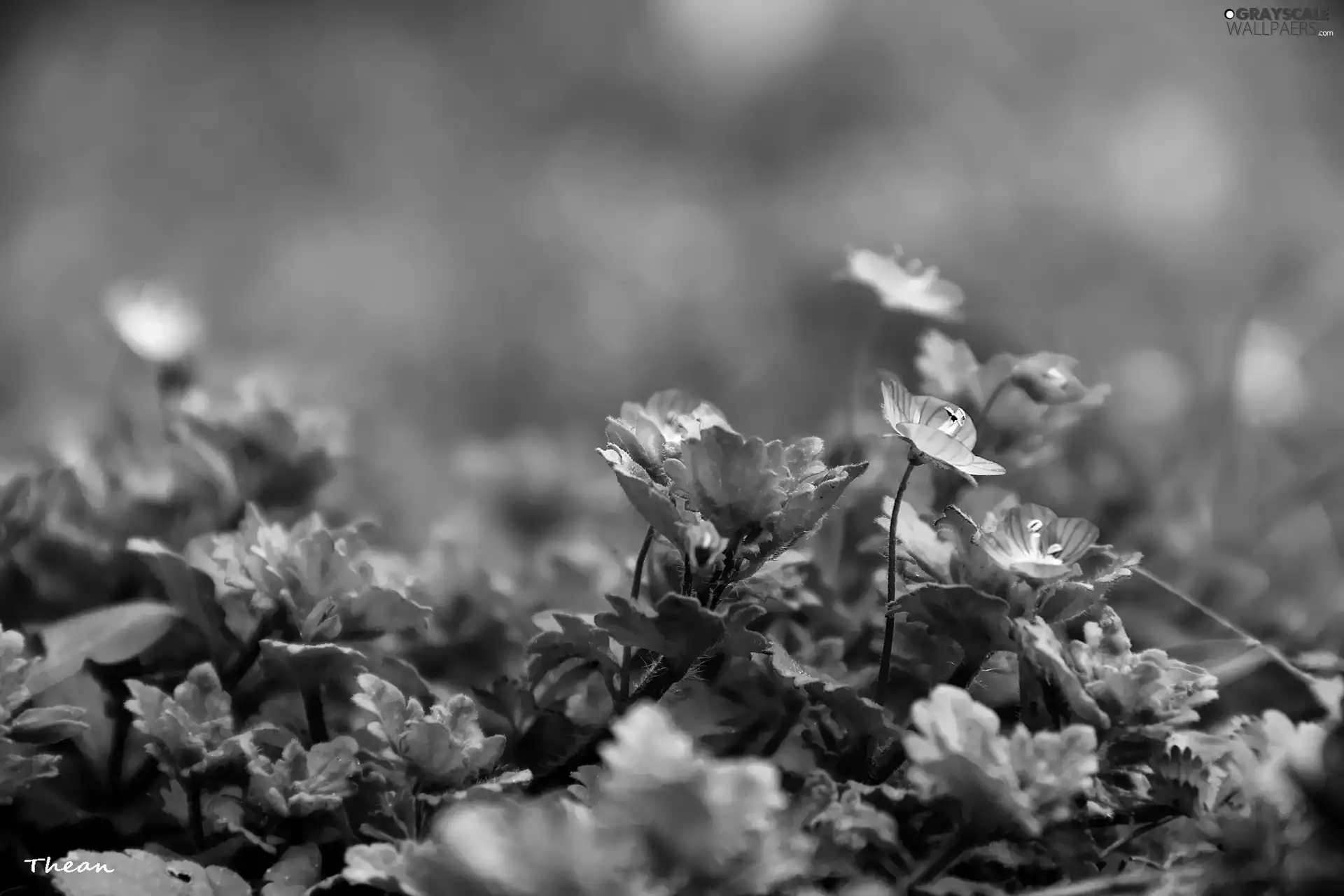 Flowers, Tiny, Blue