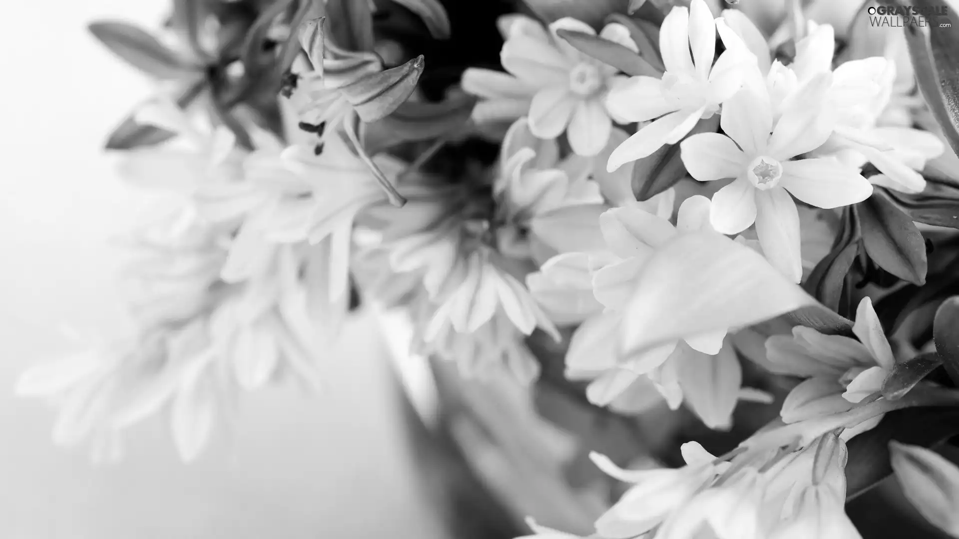 Flowers, White, Blue