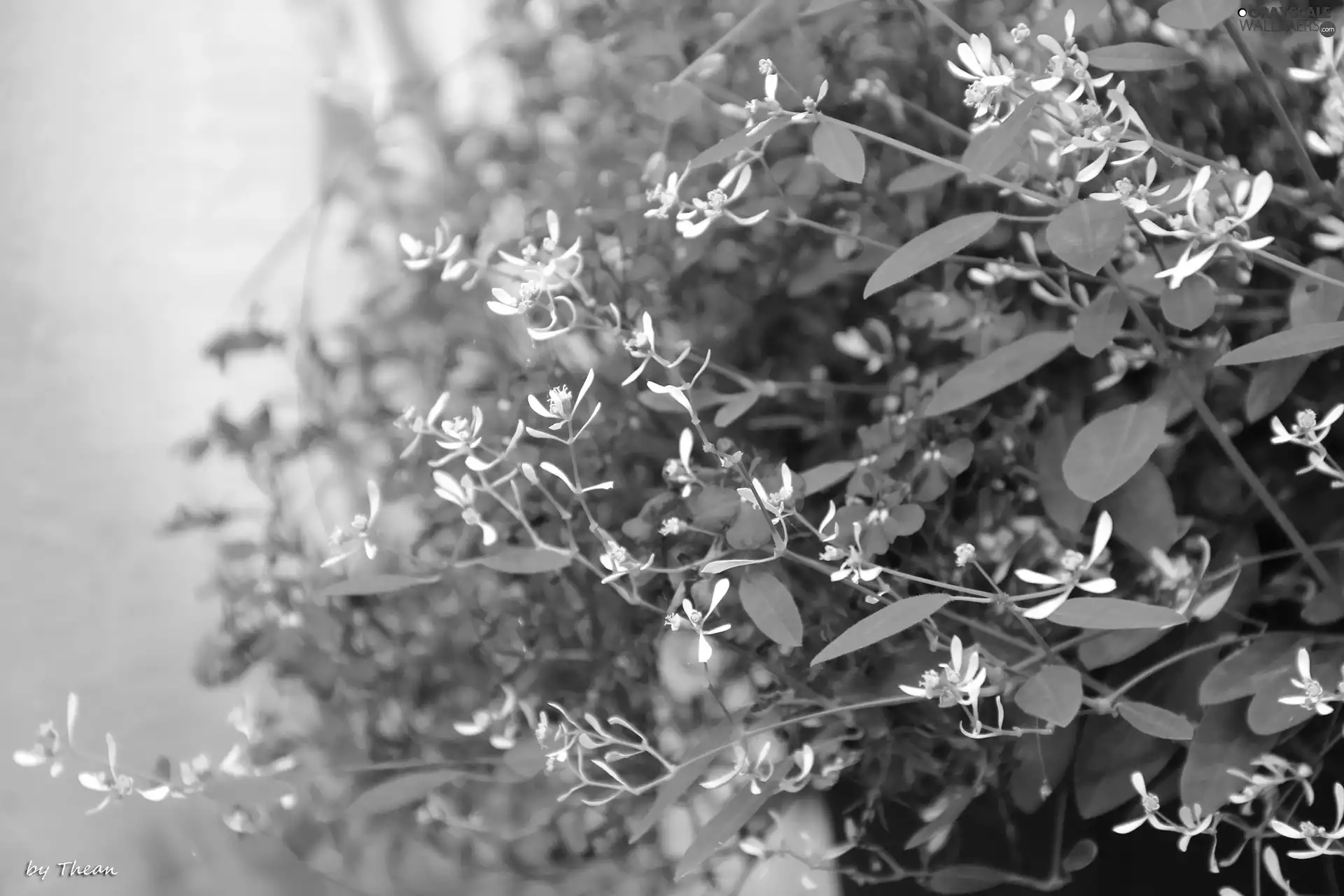 Flowers, White, Blue