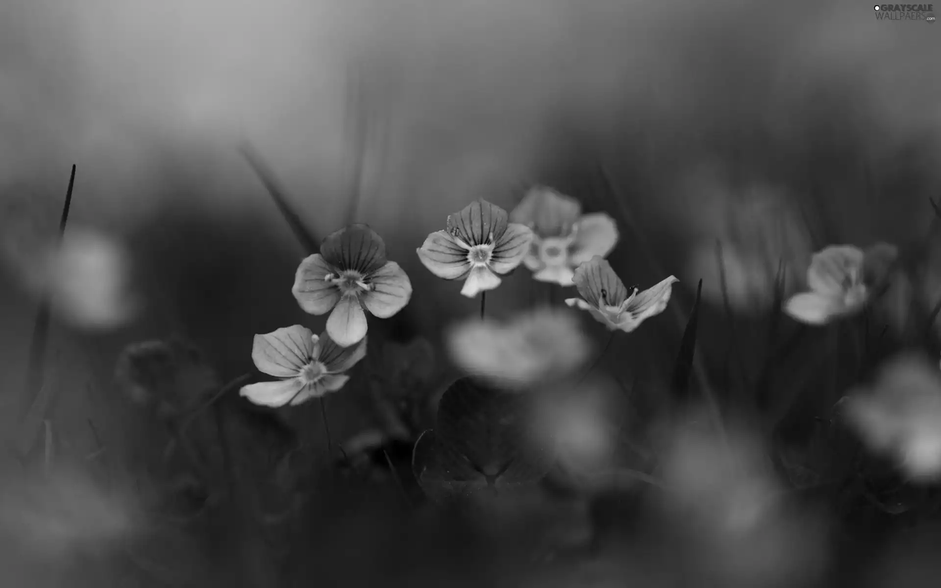 flowers, Wildflowers, blue