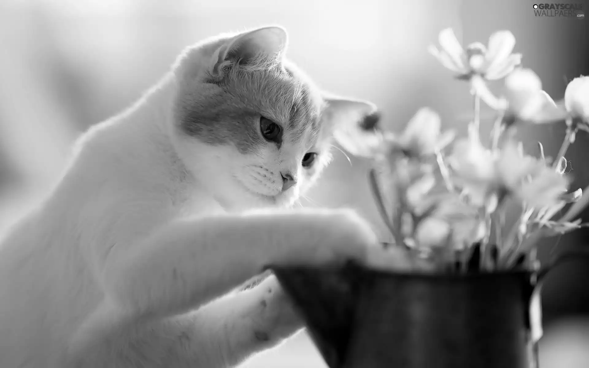 kitten, white, Flowers, blur, jug, ginger