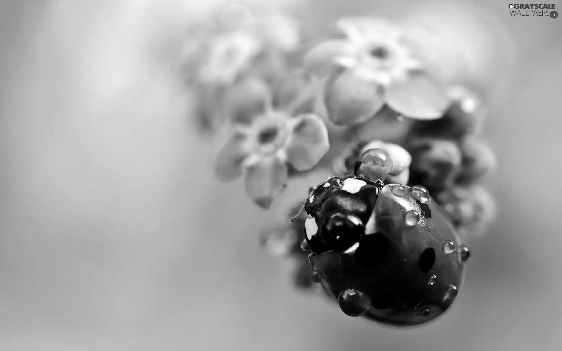 water, ladybird, Flowers, blur, Wildflowers, drops