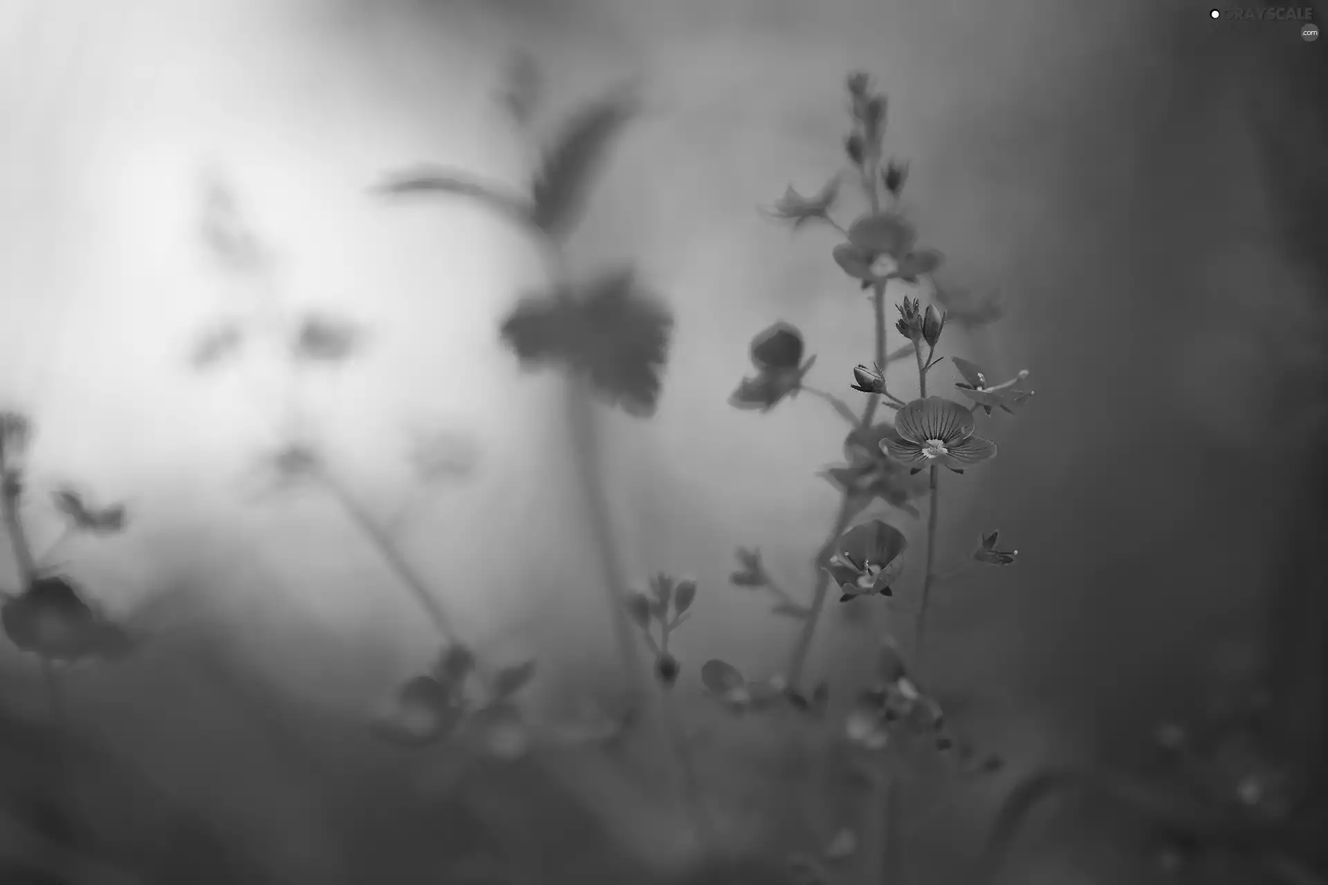 Veronica, Flowers, blurry background, Blue